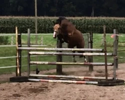 Sportovní pony parkur/drezura - 6