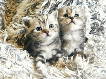 Britská koťata- whiskas - 6