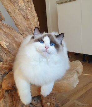 Ragdoll kocourek s PP na mazlíčka - 6