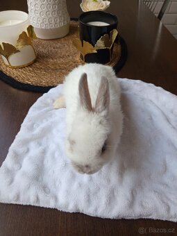 Zakrslý králíci - 6