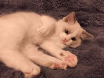 Ragdoll kocourci - 6