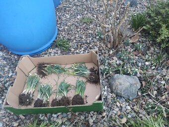 Sněženky podsněžník. - 6