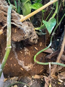 Terárium 4060100 - 6