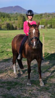 Welsh pony - 6