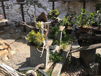 Bonsaj bonsai - 6