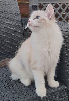 Kočička ragdoll s PP - 6