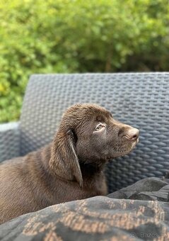 štěňata labrador a hnědý kluk – připravena k odběru - 6