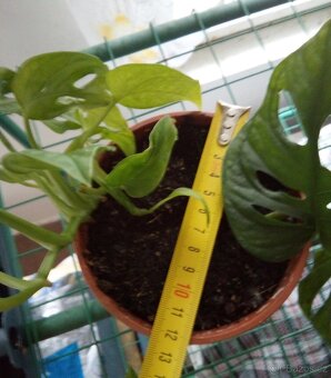 5x pokojová Monstery Monkey Leaf - 6