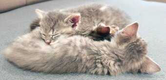 Vymazlená koťátka hledají nový domov 🏡 - 6