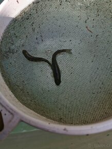 Nasada pstruha duhového, jesetera a úhoře - 6