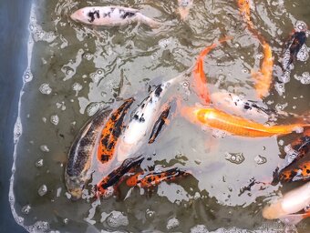 Koi kapr - 6