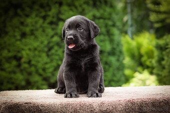 Štěňata - labradorský retriever s PP - odběr říjen 2025 - 6