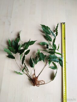 Fikus Benjamin zakořeněné řízky - 6