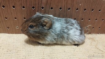 Morčata - morče aguti - 6