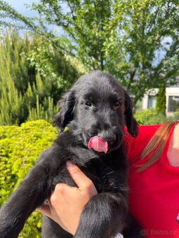 Štěně Flat coated retriever - 6