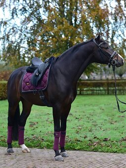 Podsedlova decka Equestrian Stockholm Purple Gold DL - 6