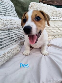Jack Russell teriér - 6