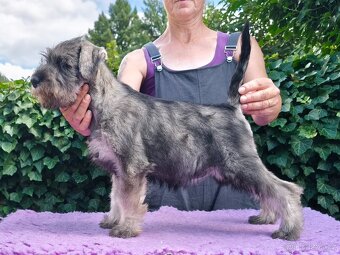 Střední knírač pepř a sůl - fenky - 6