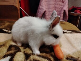 Zakrslý králík, králíček Kaktus - 6