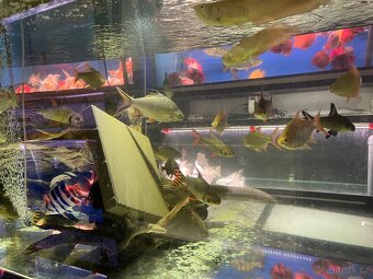 Prodam Aligator albin , sumce , arowana , pirana - 6