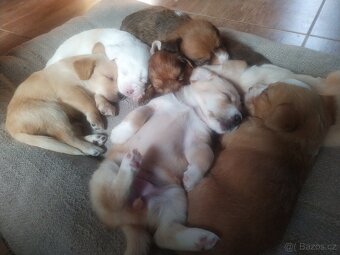 Štěňátka křížence MOMENTÁLNĚ VŠICHNI REZERVOVÁNI - 6