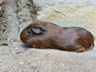 Morče - kluk, věk rok a kousek - 6