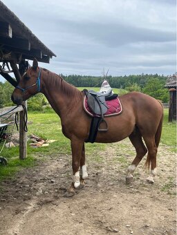 Český teplokrevník - 6