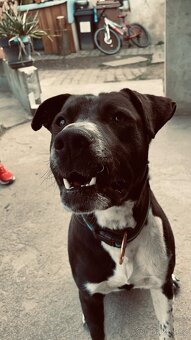 Nabízím psa do dobrých rukou 🐾 - 6