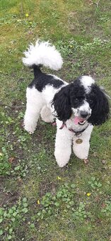 Pudlik  ke krytí - 6