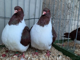 Moravsky pštros - 6