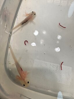 Axolotl mexický - vodní dráček - 6