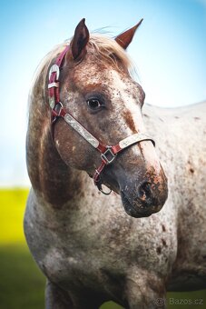 Připouštění Appaloosa - 6