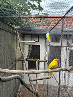 Kakarici,korela,andulka,penant - 6