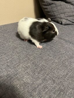 Mláďata morčata - 6