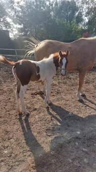 Prodám kobylku  podílovou american  paint horse. - 6