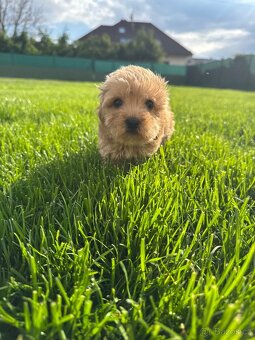 Cavapoo s pp/ registrací - 6