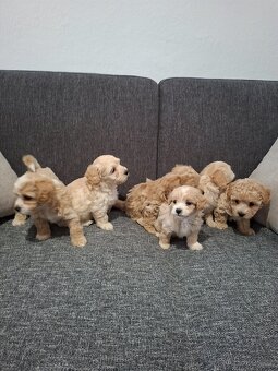 Maltipoo - 6