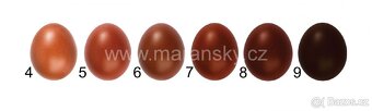 Maranska - kohoutci - 6