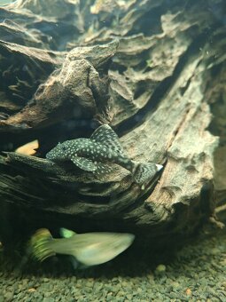 Prodám paví očka, ancitrusy a krevetky - 6