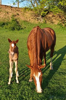 Paint horse - 6