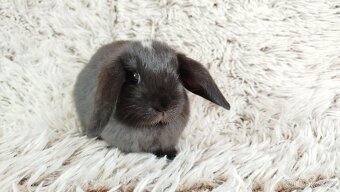 Zakrslý beránek, králíček, králík - ELLA - 6