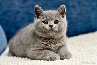 Britská modrá koťátka s PP - 6