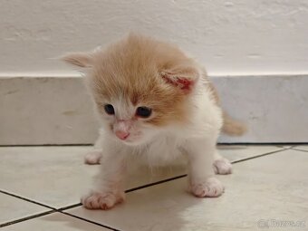 Mainská mývalí koťátka - 6