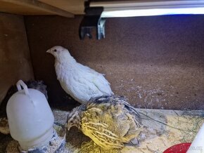 Křepelky japonské - 6