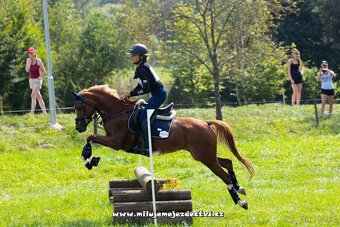Sportovní pony klisna - 6