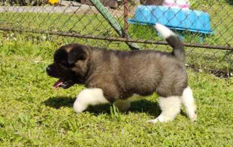 Americká Akita - American Akita - 6