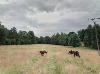 ustájení koní Paddock Paradise - 6