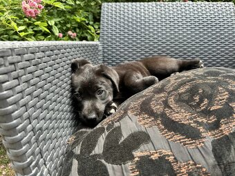 štěňata labrador a – připravena k odběru - 6