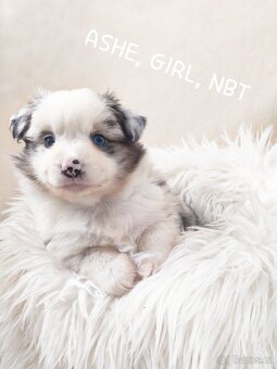 Miniaturní americký ovčák - 6