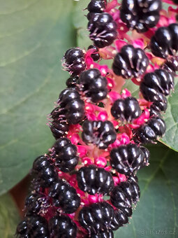 Líčidlo jedlé semínka - 6